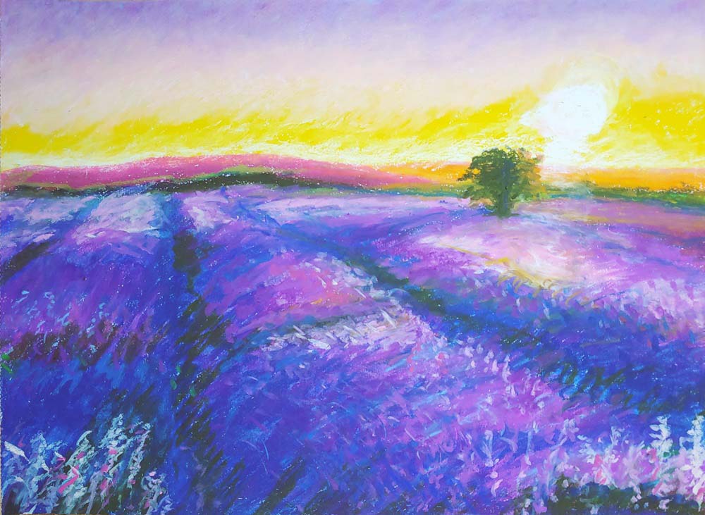 Lavender fields